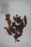 三花冬青藏品圖，第1張