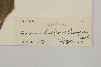 大丁黃藏品圖，第3張