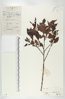 楓港柿藏品圖，第1張