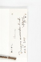 楓港柿藏品圖，第3張