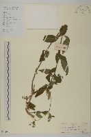 微糙三脈紫菀藏品圖，第1張