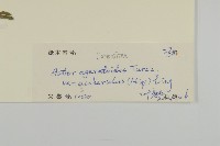 微糙三脈紫菀藏品圖，第3張