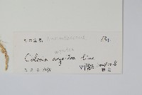 青葙藏品圖，第2張