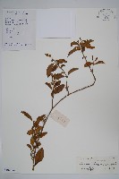 武靴藤藏品圖，第1張