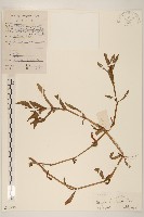 沼菊藏品圖，第1張