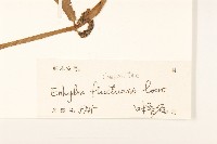 沼菊藏品圖，第3張