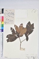 登錄號:S102958藏品圖，第1張