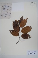 山橙藏品圖，第1張