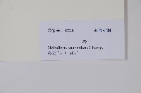 山橙藏品圖，第2張