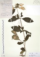 毛玉葉金花藏品圖，第1張