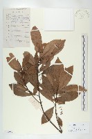 杜英、山杜英、蘭嶼杜英藏品圖，第1張