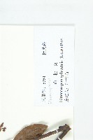 杜英、山杜英、蘭嶼杜英藏品圖，第3張