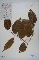 八角楓藏品圖，第1張