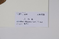 八角楓藏品圖，第2張