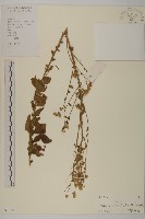 白舌紫菀藏品圖，第1張