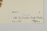 白舌紫菀藏品圖，第3張