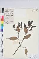 反刺苦櫧藏品圖，第1張