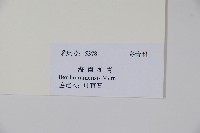 海南冬青藏品圖，第2張