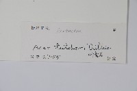 嶺南槭藏品圖，第2張