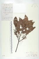 杜英、山杜英、蘭嶼杜英藏品圖，第1張