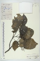 登錄號:S103031藏品圖，第1張