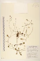 牛乳榕藏品圖，第1張