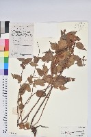 滿山香藏品圖，第1張