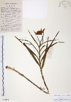 葦草蘭、鳥仔花、竹葉蘭藏品圖，第1張