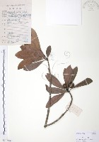 楊梅藏品圖，第1張