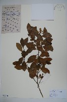 假黃楊藏品圖，第1張