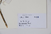 假黃楊藏品圖，第2張