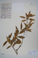 楊梅葉黃楊藏品圖，第1張