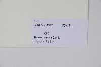 楊梅葉黃楊藏品圖，第2張