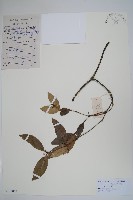 串珠子藏品圖，第1張