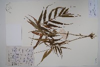 柳葉白前藏品圖，第1張