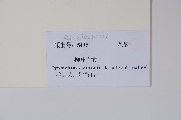 柳葉白前藏品圖，第2張