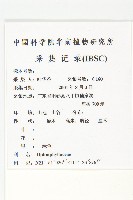 假輪葉虎皮楠藏品圖，第2張