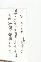 假輪葉虎皮楠藏品圖，第3張