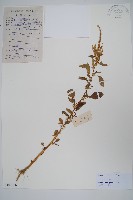 刺莧藏品圖，第1張