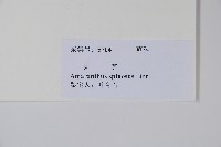 刺莧藏品圖，第2張