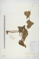 盒果藤藏品圖，第1張