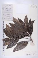 假輪葉虎皮楠藏品圖，第1張