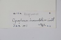 小花倒提壺藏品圖，第2張