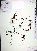 倒地蜈蚣藏品圖，第1張