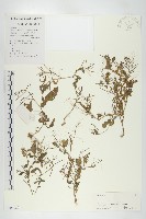 葶藶藏品圖，第1張