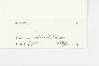 葶藶藏品圖，第3張