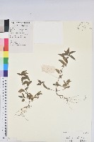 鐵莧菜藏品圖，第1張