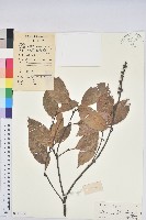 橿葉柯藏品圖，第1張