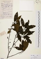 山胡椒藏品圖，第1張