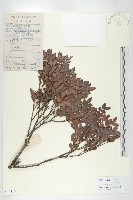 楓港柿藏品圖，第1張